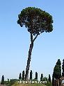 wbgarden roma pines 099